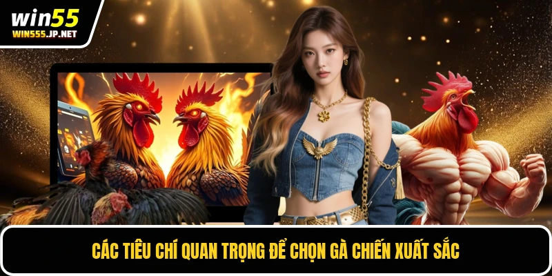 Các tiêu chí quan trọng để chọn gà chiến xuất sắc
