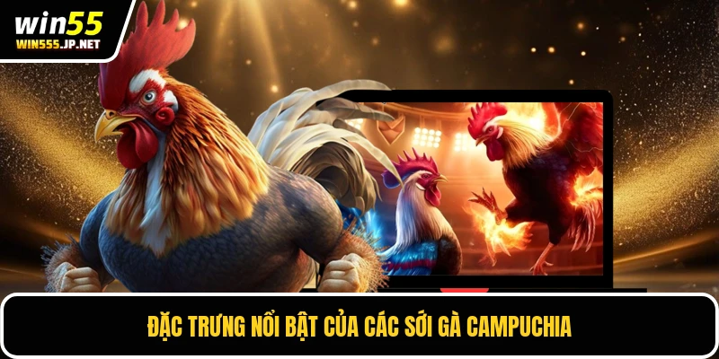 Đặc trưng nổi bật của các sới gà Campuchia