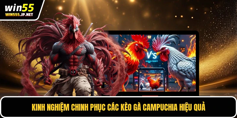 Kinh nghiệm chinh phục các kèo gà Campuchia hiệu quả