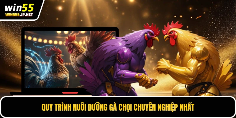 Quy trình nuôi dưỡng gà chọi chuyên nghiệp nhất