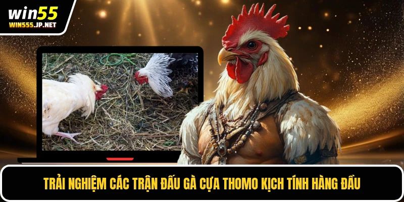 Trải nghiệm các trận đấu gà cựa Thomo kịch tính hàng đầu